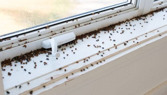 7 Types of Tiny Black Bugs That May Be the Pests Around Your Windows