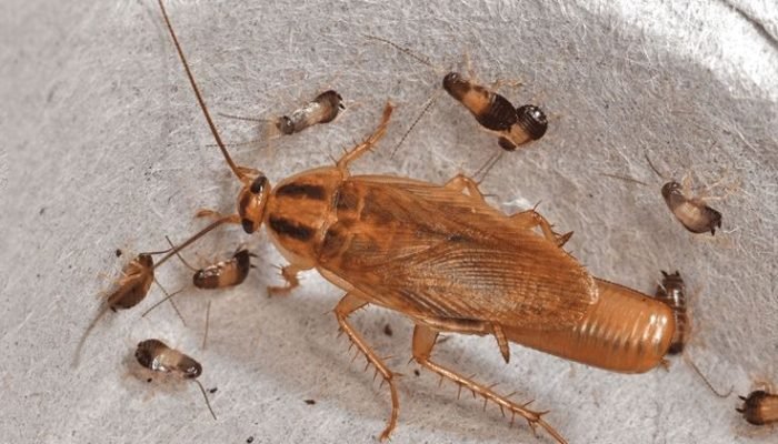 German Cockroach Treatment by A1 Pest Control Canberra