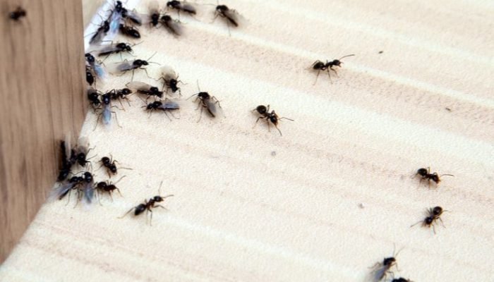 Indoor Ant Repellent_ How To Get Rid Of Ants Indoors- Kid safe, Natural, Pet Safe, Tips and Trick- My Blah Blah Blahg