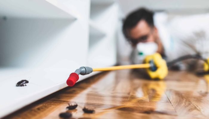 pests-in-a-home-scaled