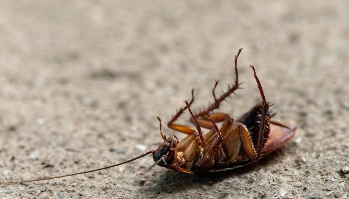 pexels-picasjoe-11362662